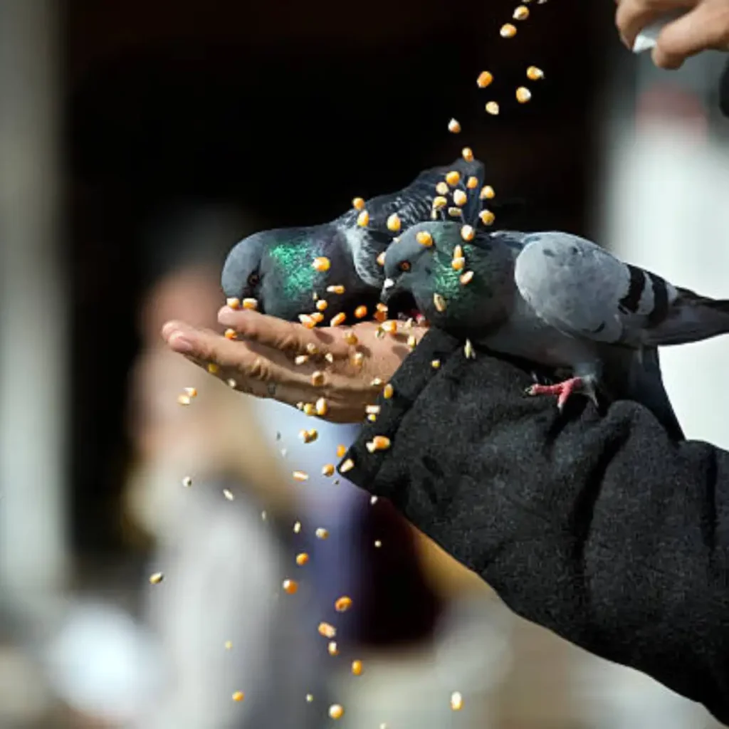 Strong top 1 balcony Bird Netting in Pune