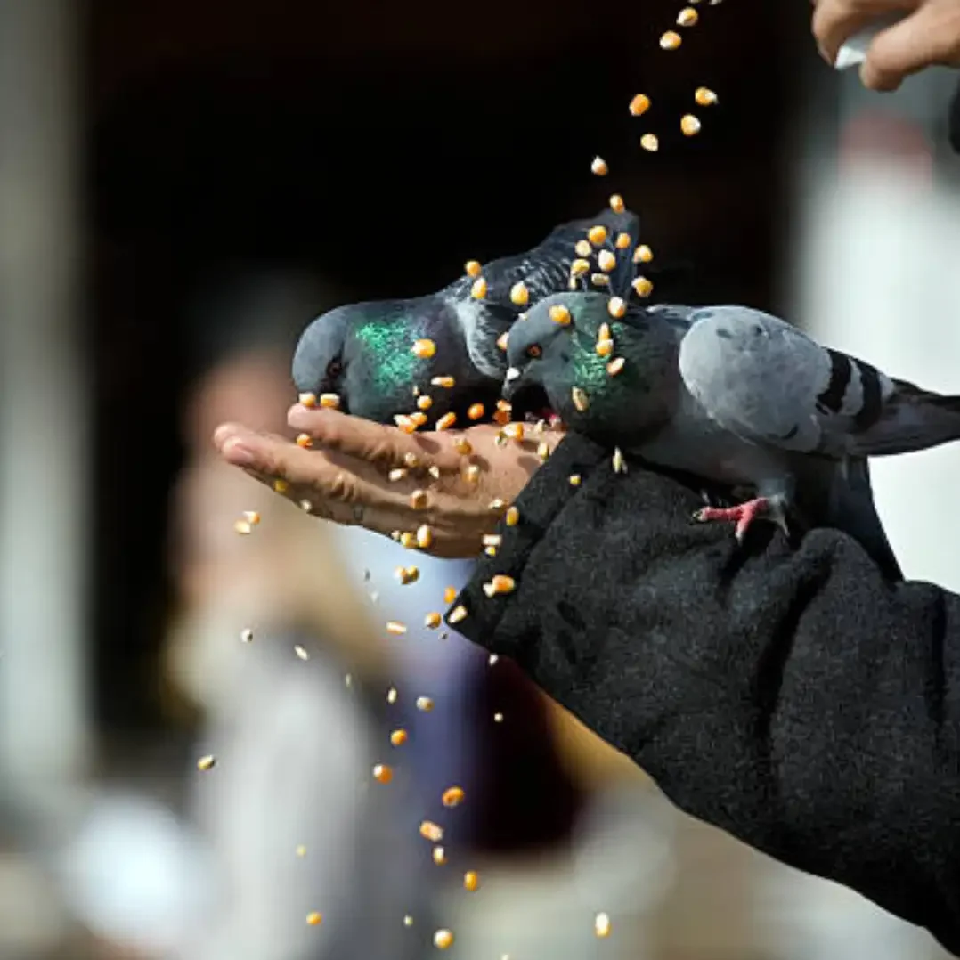 Strong top 1 balcony Bird Netting in Pune