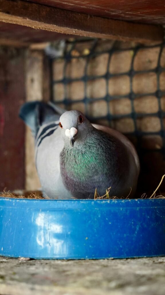 Pigeon Netting Pune — Anti Pigeon Net Installation